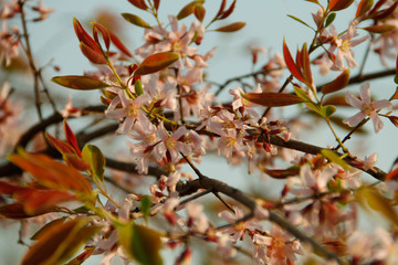 Cratoxylum formosum flower.