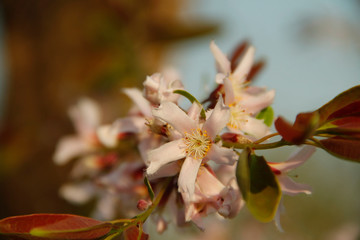 Cratoxylum formosum flower.