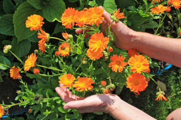 The elderly woman - farmer picks and care of  orange daisies calendula   garden flowers on summer ...