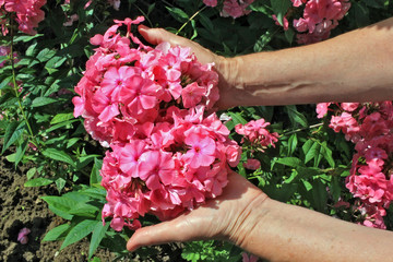 The elderly woman - farmer picks and care of  pink  phlox  garden flowers on summer  bush