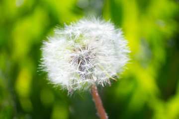 dangelion flower close up