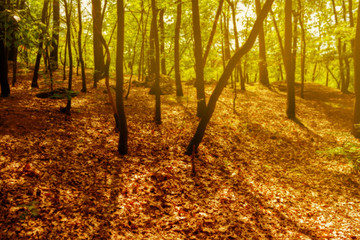 Magic forest background