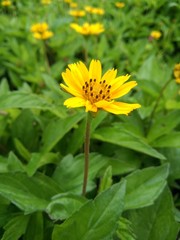 yellow flower in the garden