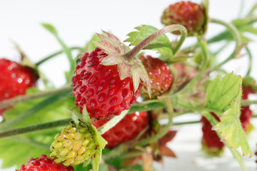 Ripe red  real wild forest strawberries  fruits  lie on white table outdoor macro