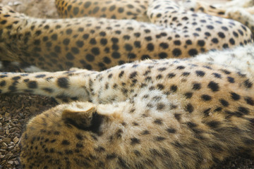 Sleeping gepard image