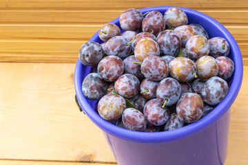 A bucket full of fresh plums on wooden background close up