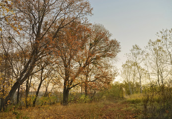 Autumn nature. Yellowed trees of deciduous grove in fall season. Autumn background.