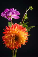 Orange and pink dahlia flowers isolated on a dark background