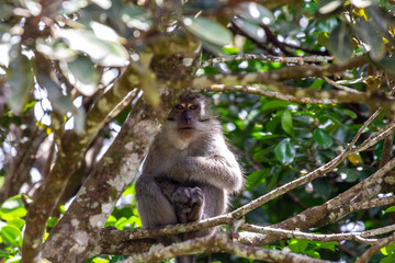 Free living monkey sitting on a tree on Mauritius island