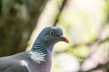 An Wood pigeon