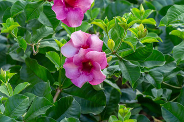 Pink blossom close-up on Mauritius island, africa