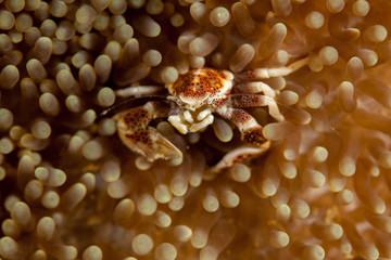 Porcelain crab from the Indo-Pacific region, Neopetrolisthes maculatus