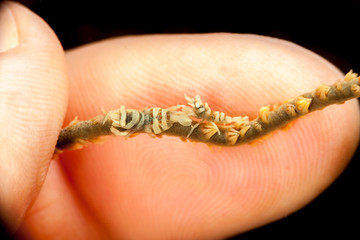 Wire Coral Shrimp, Pontonides unciger