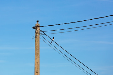 magpies sitting on a pole with wires
