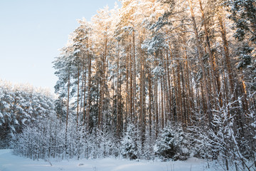 Beautiful winter scenery with forest full of trees covered snow