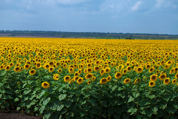 Fototapeta premium Sunflower field aтв blue sky