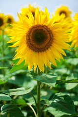 Sunflower field - summer outdoors