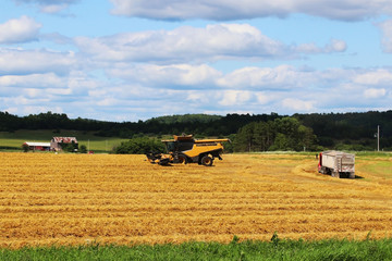 Obraz premium Agricultural background and rural life at summer concept. Scenic rural landscape with harvested wheat field, combine harvester, uploaded truck, farm buildings and beautiful cloudy sky at sunny day.