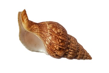 Conchiglia del genere Siphonalia