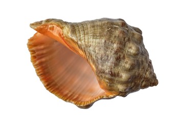 Conchiglia (Thais haemastoma)