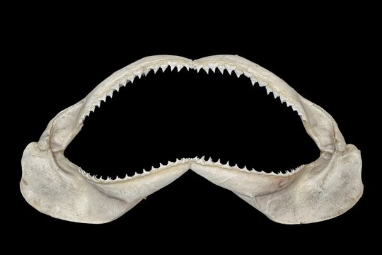 Mascella di squalo