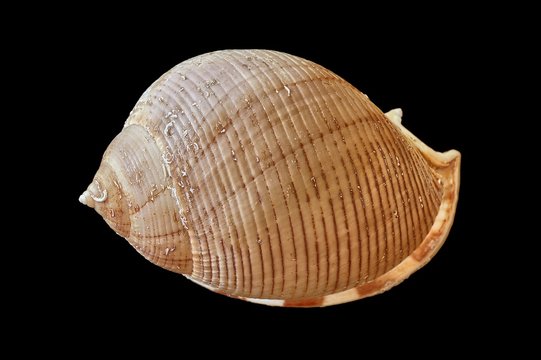 Conchiglia (Phalium granulatum)