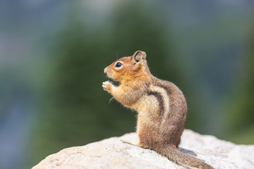 Chipmunk