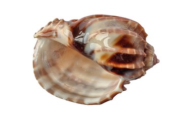 Conchiglia (Harpa ventricosa)