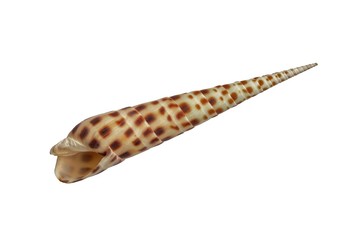 Conchiglia (Terebra maculata)