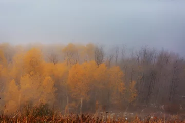  Fog in autumn forest © Galyna Andrushko