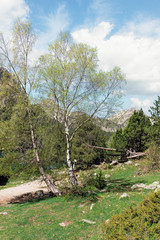 trees and road in the Pyrenees mountains