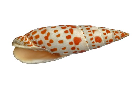 Conchiglia (Mitra mitra)