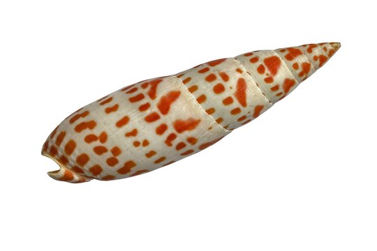 Conchiglia (Mitra mitra)