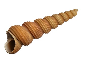 Conchiglia (Turritella terebra)