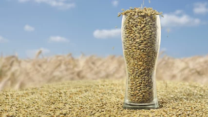Fotobehang Koffiebonen Dry malt beans ready to be used to brew the beer or the pure light or dark malt whiskey. concept of healthy and wholesome ingredients.Glass replenished with grains Barley Malt and toasted Wheat to  © Oleksandr