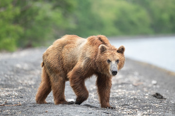 Obraz premium Ruling the landscape, brown bears of Kamchatka (Ursus arctos beringianus)