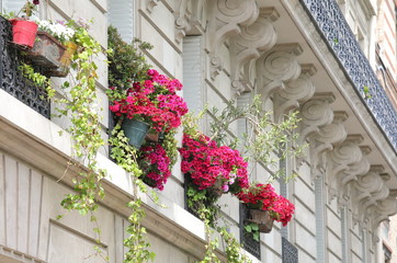 Fototapeta na wymiar Flower pot window box Paris France