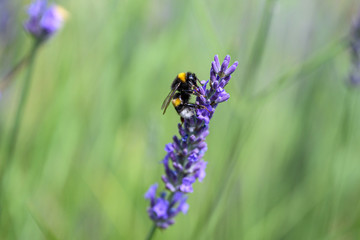 Bumblebee on a Blooming purple lavender flower and green grass in meadows or fields Blurry natural background Soft focus