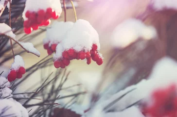 Winter berry © Galyna Andrushko