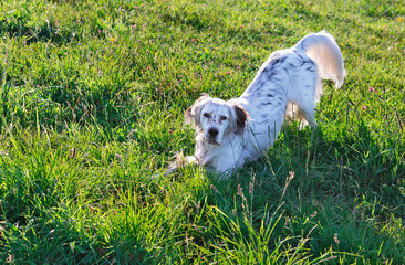 Fototapeta premium portrait english setter on a background of grass