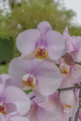 Fototapeta na wymiar Alençon, France - 04 22 2019: Pink and white orchids