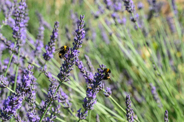 Bumblebee on a Blooming purple lavender flower and green grass in meadows or fields Blurry natural background Soft focus