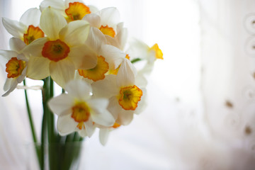 white daffodils on  windowsill.