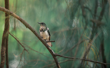 bird on a branch