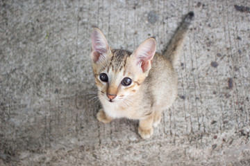 Fototapeta na wymiar Cute little kitten sitting outdoor. Tabby funny kitten with light green eyes. Animal baby theme.