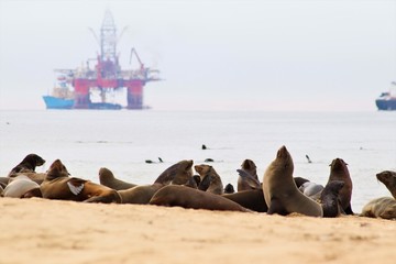 Cape fur seals rest on a beach in Namibia with an oil rig in the background.They face threats such as habitat loss, entanglement, drowning in fish nets,marine pollution, disease, and global warming.