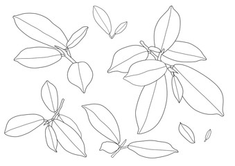 lined pattern leaves are a bouquet fresh on white background illustration vector