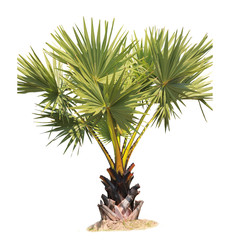 young Betel palm on isolate background and clipping path