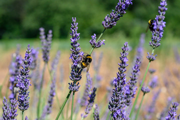 Bumblebee on a Blooming purple lavender flower and green grass in meadows or fields Blurry natural background Soft focus