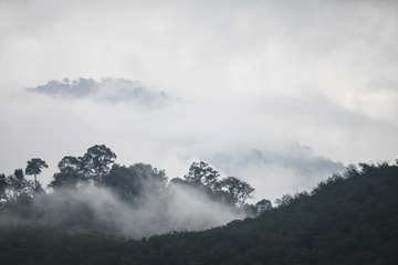 The Trees with fog after raining on the hill in tropical rain forest of Hala Bala wildlife...